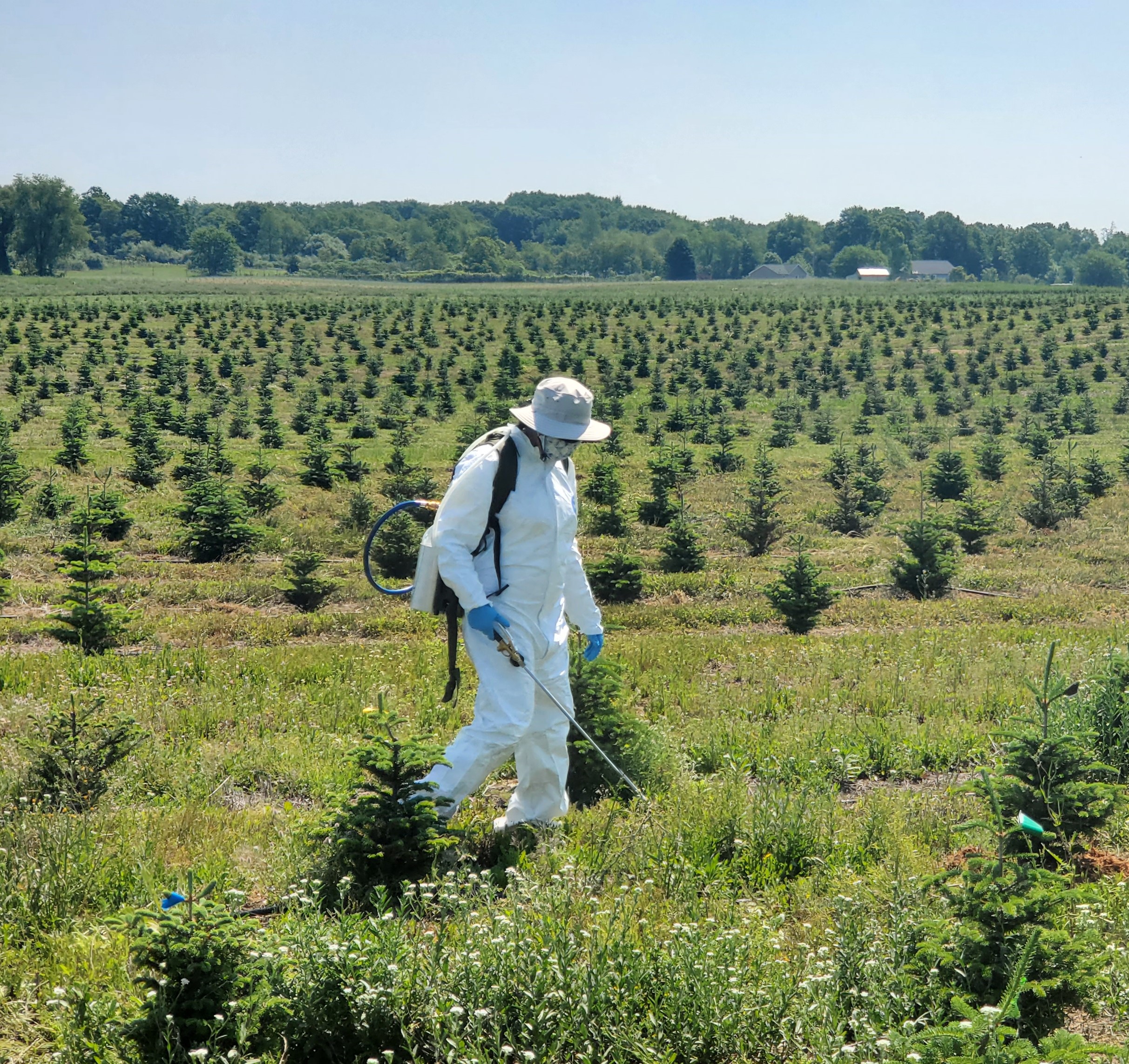 A man spraying herbicides on Christmas tree plantings.